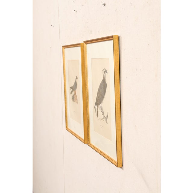 Early 20th Century Swedish Framed Osprey Lithographs, C. 1920 - Set of 2 For Sale - Image 4 of 12