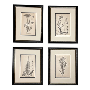 Framed Antique Botanical Prints Set of 4 -Authentic u.s. Agriculture Prints