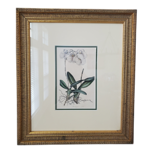 Burlingtonia Rigida - Louis Van Houtte