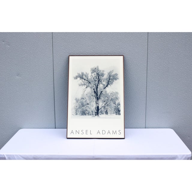 Mid-Century Modern 1948 Ansel Adams Oak Tree Snowstorm, Yosemite National Park Photograph Art Print For Sale - Image 3 of 18