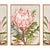 This natureinspired triptych features vibrant, multicolor compositions of the queen protea plant finished off with walnut...