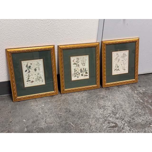 Design Plus Gallery presents a Set of Three Framed Botanical Engravings by W. King Ambler Old Prints and Maps. This...