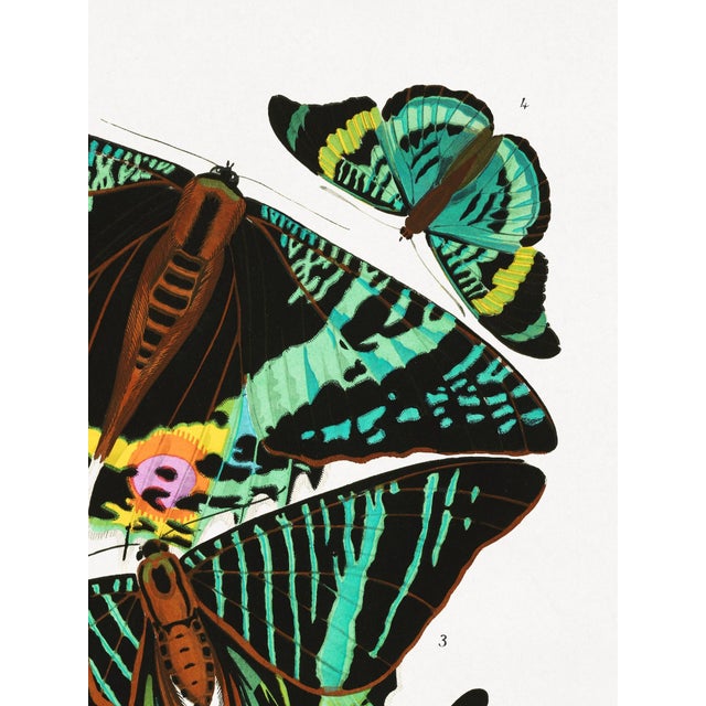 Art Deco Vintage Butterfly Illustration, Art Deco Insect Print Reproduction, 1925, 18" × 24" For Sale - Image 3 of 6