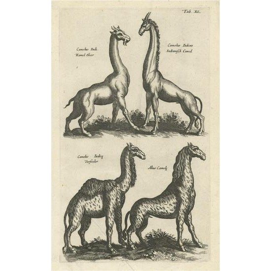 Paper John Johnston, Various Animals, 1657, Paper For Sale - Image 7 of 7