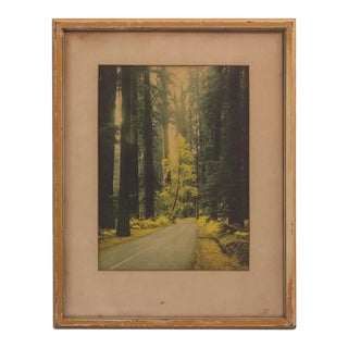 1940s Framed Sequoia National Park Photograph For Sale