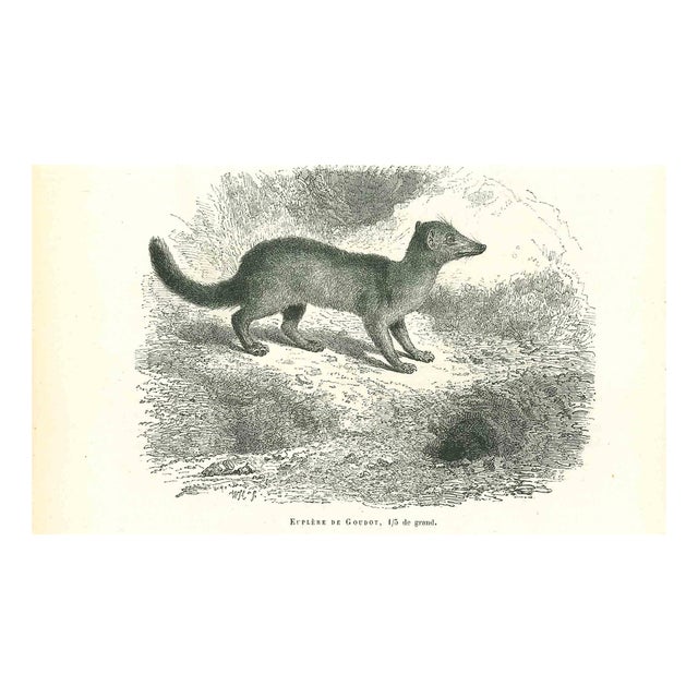 Paul Gervais, Eupleres, 1854, Lithograph For Sale