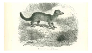 Paul Gervais, Eupleres, 1854, Lithograph