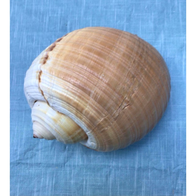 Natural History Collectors Large Bahamian Sea Shell Specimens For Sale - Image 4 of 12
