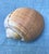 Natural History Collectors Large Bahamian Sea Shell Specimens For Sale - Image 4 of 12