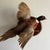 A striking vintage flying ring-necked pheasant taxidermy wall mount in a dynamic mid-flight pose. Mounted on a solid wood...