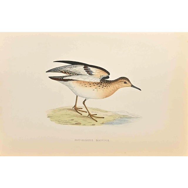 Alexander Francis Lydon, Buff-Breasted Sandpiper, Woodcut Print, 1870 For Sale