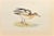 Alexander Francis Lydon, Buff-Breasted Sandpiper, Woodcut Print, 1870 For Sale