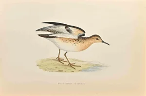 Alexander Francis Lydon, Buff-Breasted Sandpiper, Woodcut Print, 1870