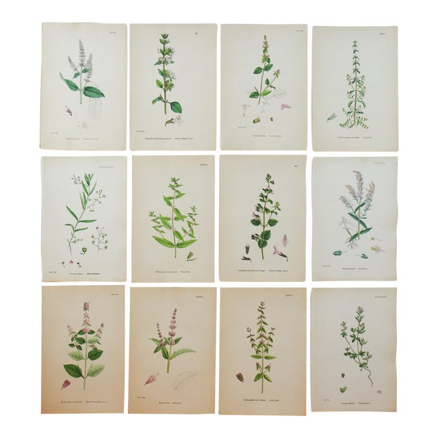 1873 Collection Sowerby Hand Colored Pink and Green Botanical Book Plates - Set of 12 For Sale