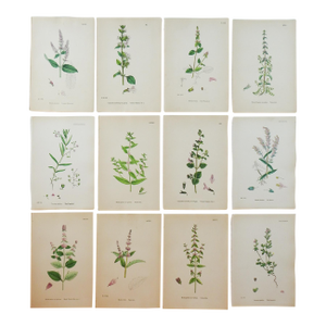 1873 Collection Sowerby Hand Colored Pink and Green Botanical Book Plates - Set of 12