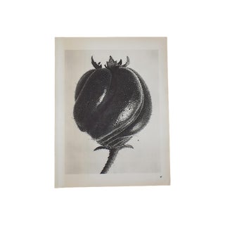 Vintage Botanical Photogravure by Karl Blossfeldt-Extreme Close-Up C.1942 For Sale