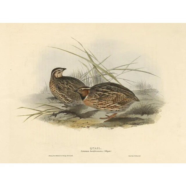 J. Gould, Quail, 1832, Paper For Sale - Image 3 of 8
