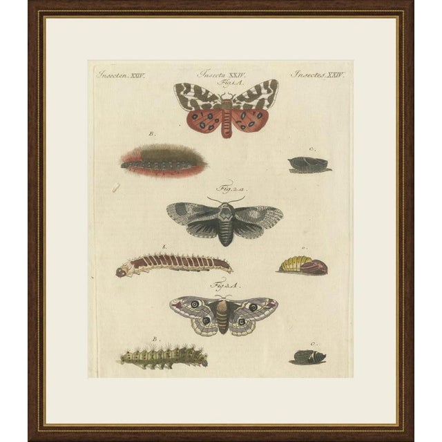 This antique moth print shows the garden tiger moth and the small emperor moth, together with what is probably the goat...