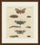 This antique moth print shows the garden tiger moth and the small emperor moth, together with what is probably the goat...