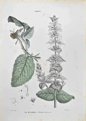 Vincenzo Tenore, Salvia Solare, Lithograph, 1870s