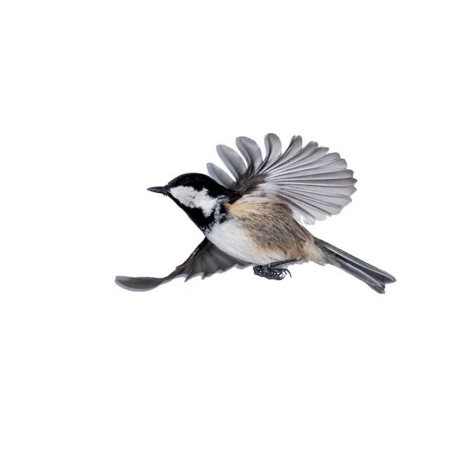 Jose A. Bernat Bacete, Close-Up of Tannenmeise (Periparus Ater) Coal Tit in Flight on a White Background, Photographic Paper For Sale