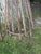 Pair of European Wrought Iron Estate Tree Guards, Early 20th Century For Sale In Chicago - Image 6 of 6