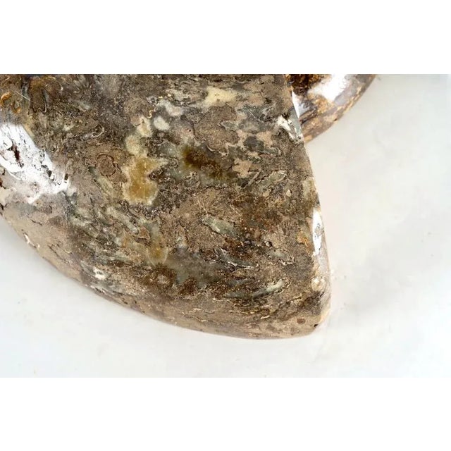 Large Ammonite Fossil Specimen For Sale - Image 4 of 8