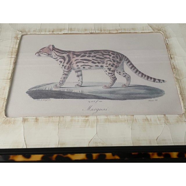 John-Richard Framed Nature Prints of a Lioness & Margay Pair Faux Tortoiseshell Wood 16x12.5 For Sale - Image 13 of 18