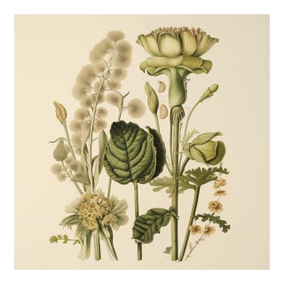 Vintage Botanical Garden Study No. 14 | Botanical Wall Art in Dark Green & Cream For Sale