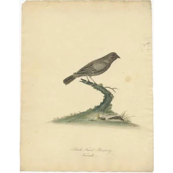 "Subtle Beauty: The Black-faced Bunting (Female)" : This hand-colored copperplate engraving is a piece from the...