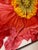 Iceland Poppy Framed Oil on Canvas by Shelly Gurton Titled "Riva" For Sale - Image 10 of 11