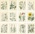 Calwer, Botanical Plates of Technical Plants, 1854, Prints, Set of 12 For Sale - Image 15 of 15