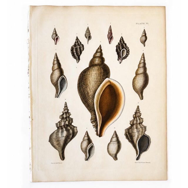 Illustration Volute & Murex Shells | Original Hand-Colored Shell Engraving – Captain Thomas Brown, Plate VI | C. 1840 For Sale - Image 3 of 3
