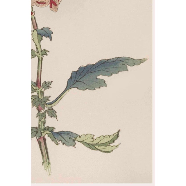 Not Yet Made - Made To Order Spider Chrysanthemum by Hasegawa, Vintage Japanese Botanical Art Print, 40" X 60" For Sale - Image 5 of 9