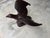 Hand Carved Eagle By For Sale - Image 10 of 10