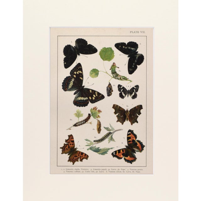 19th Century English butterfly print. Chromolithograph Published C 1895, in London for "British and European Butterflies...