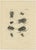 Set of five original antique prints of insects / beetles. These prints, most likely, originate from an edition of the...