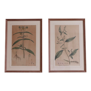 Framed Vintage Botanical Prints