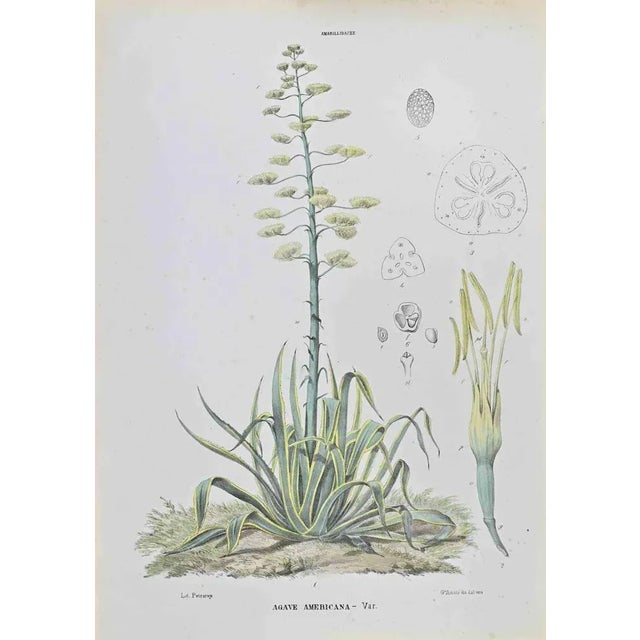 Lithograph hand watercolored. Belongs to the Series "Atlante di Botanica popolare ossia Illustrazione di Piante Notevoli...