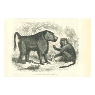 Paul Gervais, Cynocéphale Chacma, 1854, Lithograph For Sale