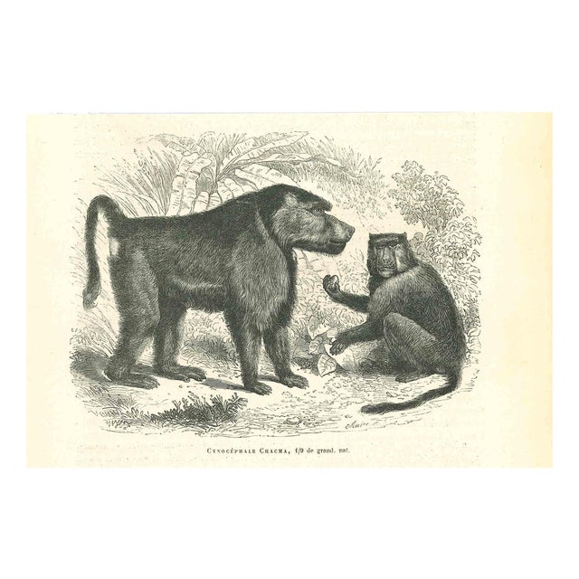 Paul Gervais, Cynocéphale Chacma, 1854, Lithograph For Sale
