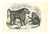 Paul Gervais, Cynocéphale Chacma, 1854, Lithograph For Sale