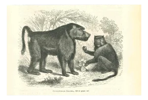 Paul Gervais, Cynocéphale Chacma, 1854, Lithograph
