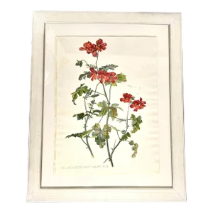 Antique Botanical Print Pelargonium Lady Mary Fox Framed Original 1904, Framed
