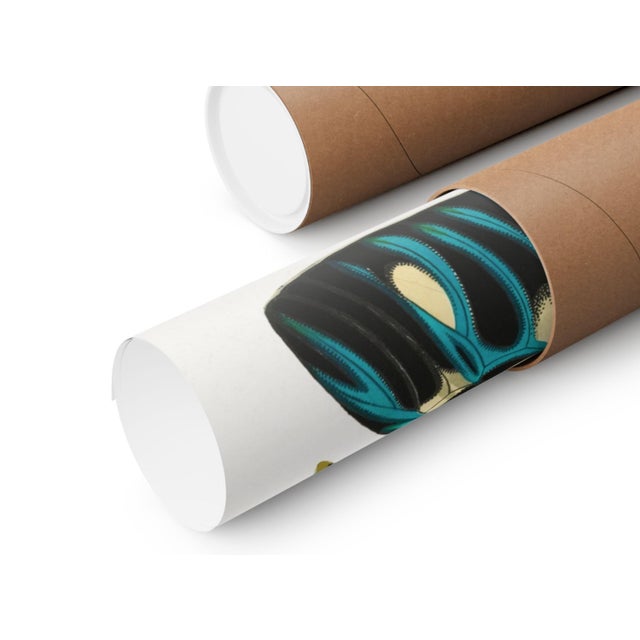 Vintage Butterfly Illustration, Art Deco Insect Print Reproduction, 1925, 18" × 24" For Sale In Buffalo - Image 6 of 6