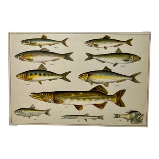 Antique Fish Print From England Featuring a Pike, Sharpchin Barracudina, Hatchfish, Pearlfish, Anchovy, Herring, Pilchard, Sprat & Shad -,Circa 1902 For Sale