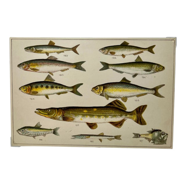 Antique Fish Print From England Featuring a Pike, Sharpchin Barracudina, Hatchfish, Pearlfish, Anchovy, Herring, Pilchard, Sprat & Shad -,Circa 1902 For Sale
