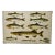 Antique Fish Print From England Featuring a Pike, Sharpchin Barracudina, Hatchfish, Pearlfish, Anchovy, Herring, Pilchard, Sprat & Shad -,Circa 1902 For Sale