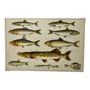 Antique Fish Print From England Featuring a Pike, Sharpchin Barracudina, Hatchfish, Pearlfish, Anchovy, Herring, Pilchard, Sprat & Shad -,Circa 1902