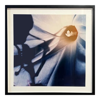 1970s Morning Glory Photography Series 1 or 7 For Sale